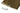 Burnished Brass Small Letter Plate Cover; #finish_burnished-brass