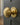 Frelan Hardware - Jedo Reeded Mortice Door Knobs - 53mm - Pair; #finish_polished-brass