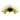 Prima Hardware - Cup Pull Handle - 93mm x 43mm; #finish_polished-brass